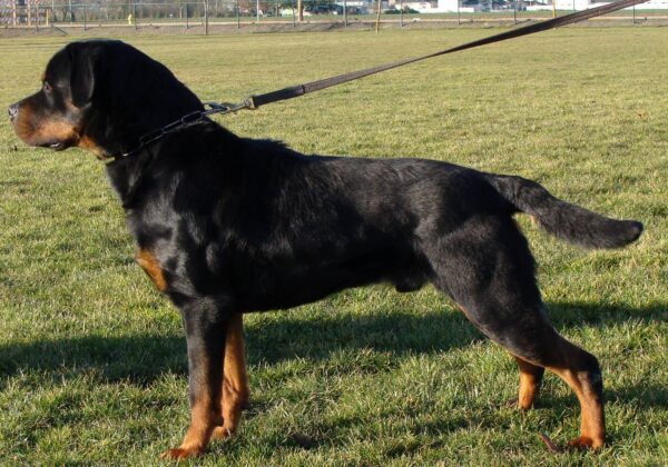 3/8" Show Lead - Image 5
